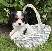 Charlie, a male Cavalier King Charles Spaniel for sale in Middlebury, IN – 2 of 4