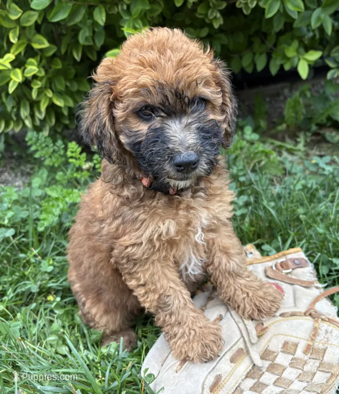 Mae – Whoodle puppy for sale in Middlebury, IN