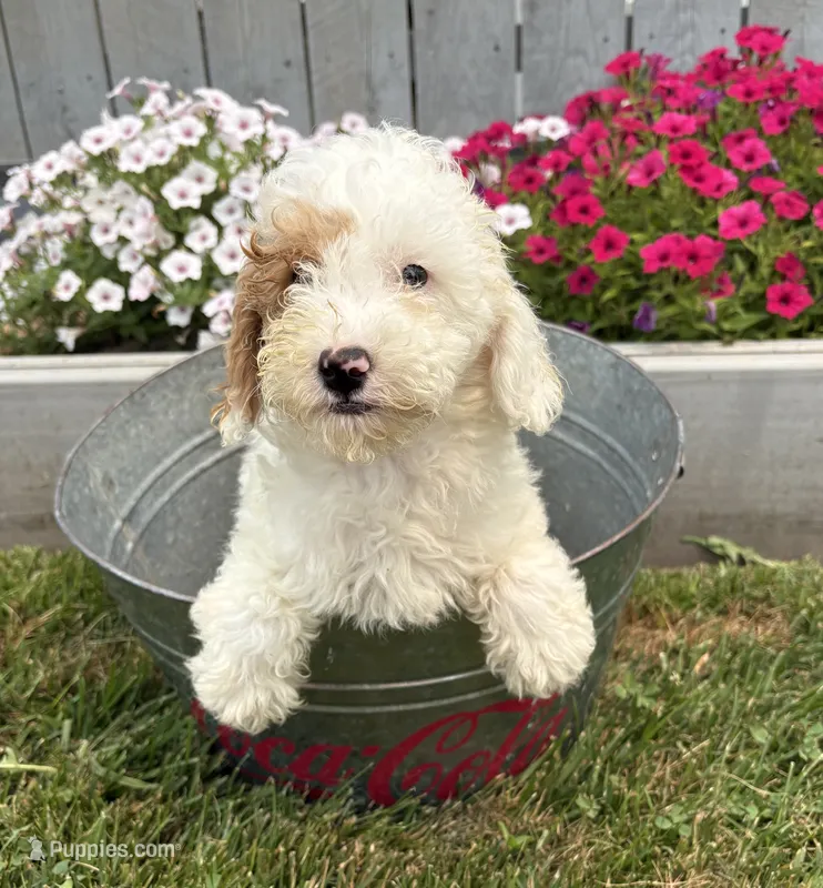 Cooper – Miniature Goldendoodle puppy for sale in Middlebury, IN