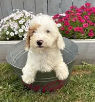 Cooper, a male Miniature Goldendoodle for sale in Middlebury, IN – 1 of 4