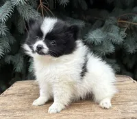 Fiona, a female Pomeranian for sale in Middlebury, IN – 2 of 4