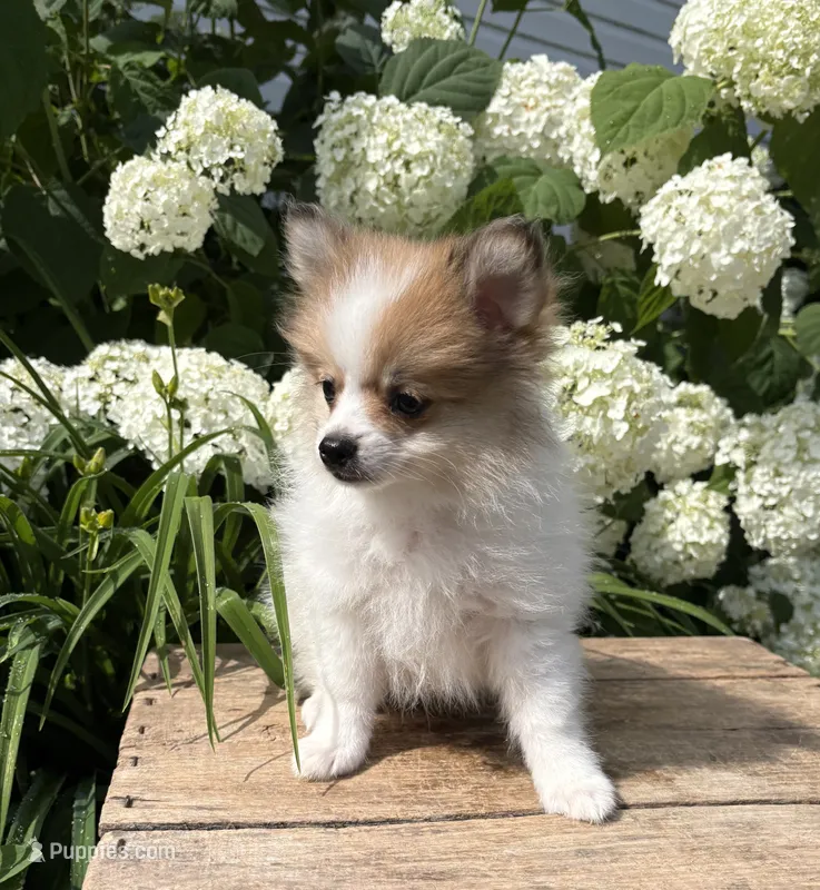 Knox  – Pomeranian puppy for sale in Middlebury, IN