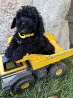 Austin , a male Havapoo for sale in Middlebury, IN – 1 of 4