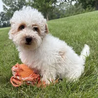 Arlo, a male Havapoo for sale in Middlebury, IN – 4 of 4