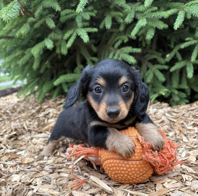 Olive – Dachshund puppy for sale in Middlebury, IN