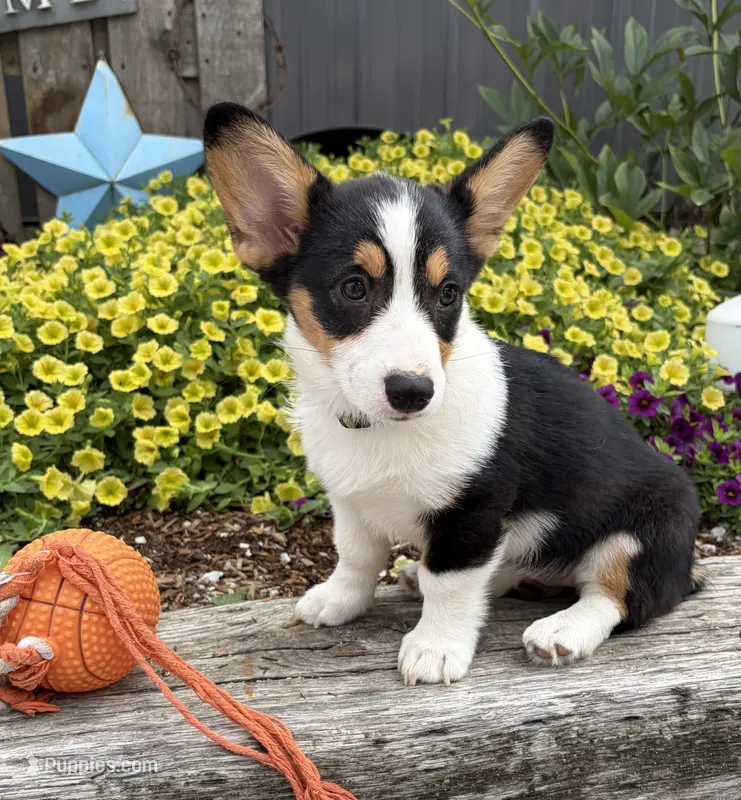 Nala – Pembroke Welsh Corgi puppy for sale in Middlebury, IN