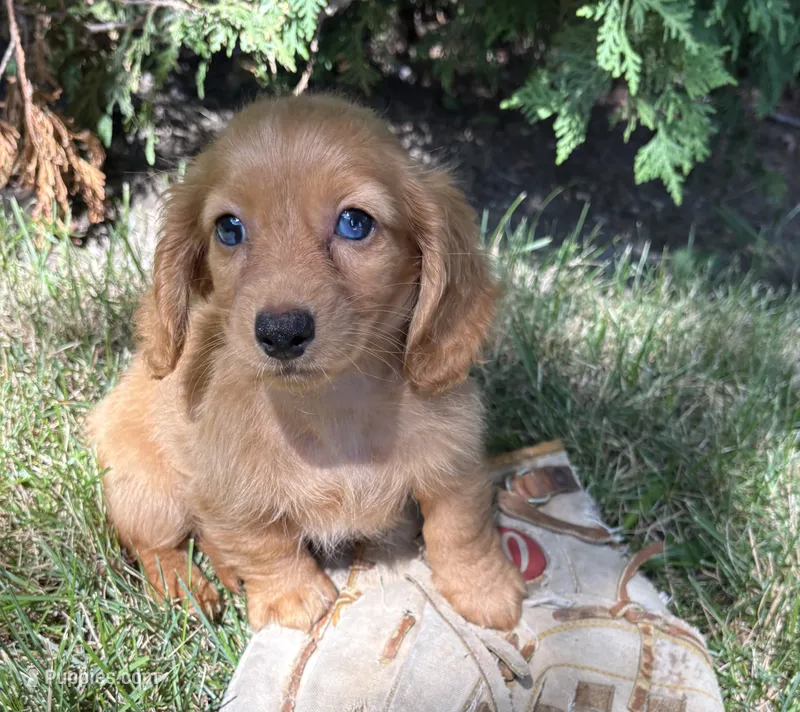 Pippa  – Miniature Dachshund puppy for sale in Middlebury, IN