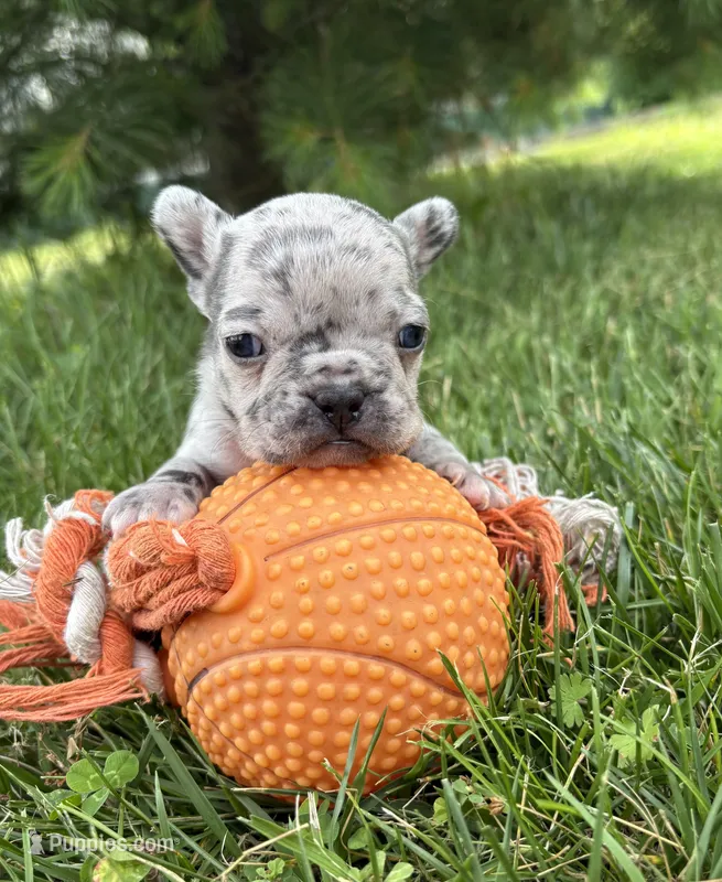 Sadie – French Bulldog puppy for sale in Middlebury, IN