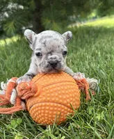 Sadie, a female French Bulldog for sale in Middlebury, IN – 1 of 5