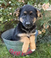 Demi, a female German Shepherd Dog for sale in Middlebury, IN – 3 of 5