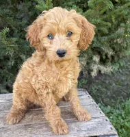Jewel, a female Cockapoo for sale in Middlebury, IN – 3 of 5