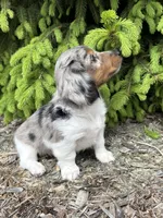 Elsa, a female Dachshund for sale in Middlebury, IN – 4 of 5