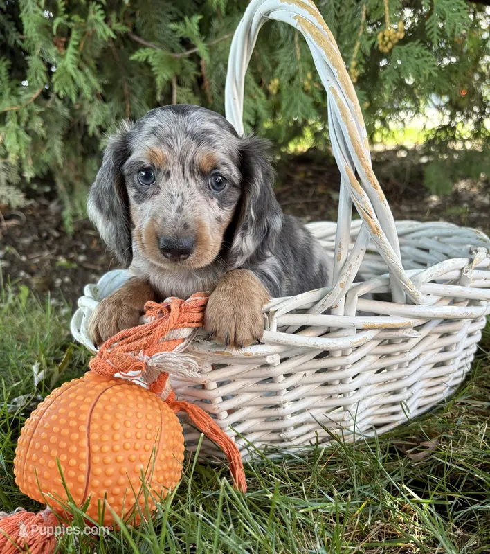 Skye – Miniature Dachshund puppy for sale in Middlebury, IN