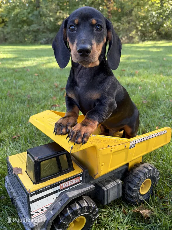 Reily  – Dachshund puppy for sale in Middlebury, IN