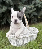 Layla, a female French Bulldog for sale in Middlebury, IN – 6 of 6