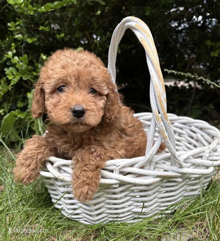 Zayla – Cockapoo puppy for sale in Middlebury, IN