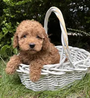 Zayla, a female Cockapoo for sale in Middlebury, IN – 1 of 4