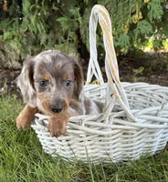 Cici, a female Dachshund for sale in Middlebury, IN – 2 of 5