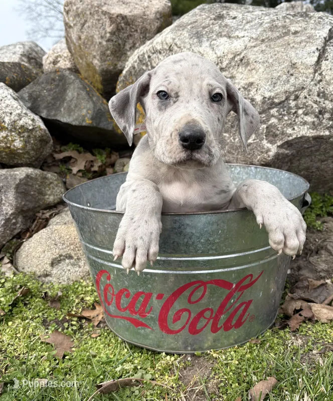 Truman – Great Dane puppy for sale in Middlebury, IN