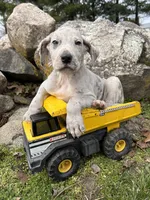 Truman, a male Great Dane for sale in Middlebury, IN – Photo 4 of 4