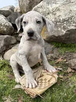 Truman, a male Great Dane for sale in Middlebury, IN – Photo 3 of 4