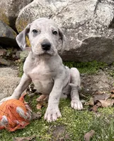 Truman, a male Great Dane for sale in Middlebury, IN – Photo 2 of 4