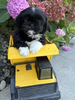 Kai, a male Shih Tzu for sale in Middlebury, IN – 4 of 6