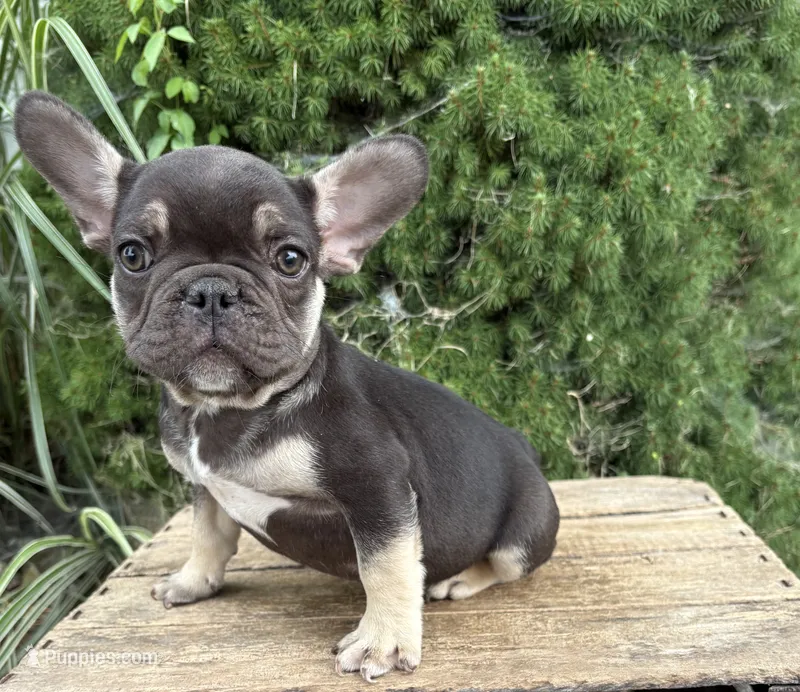 Knox – French Bulldog puppy for sale in Middlebury, IN