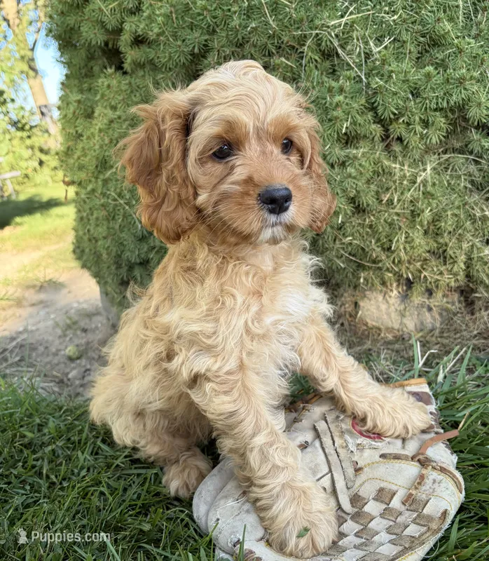 Brielle – Cockapoo puppy for sale in Middlebury, IN