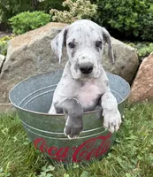 Eisenhower, a male Great Dane for sale in Middlebury, IN – 2 of 5