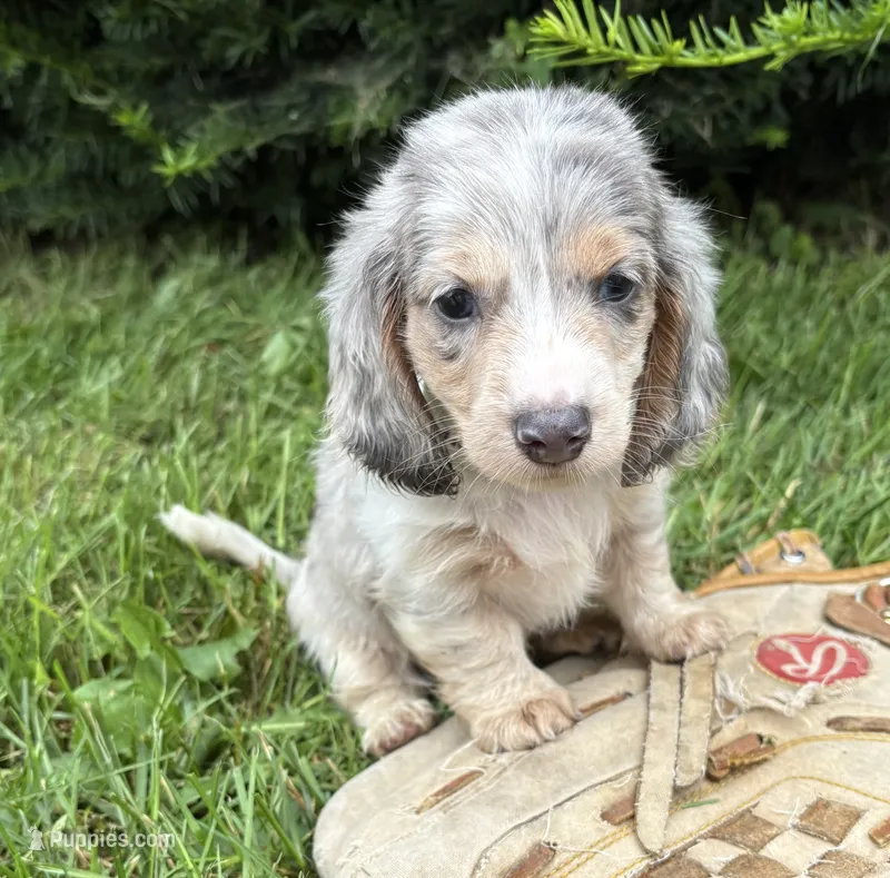 Jasper – Dachshund puppy for sale in Middlebury, IN