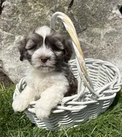 Asher, a male Havanese for sale in Middlebury, IN – Photo 2 of 4