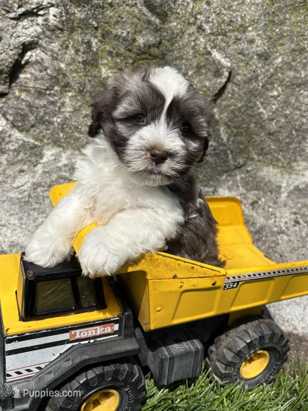 Asher – Havanese puppy for sale in Middlebury, IN