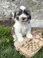 Asher, a male Havanese for sale in Middlebury, IN – Photo 4 of 4