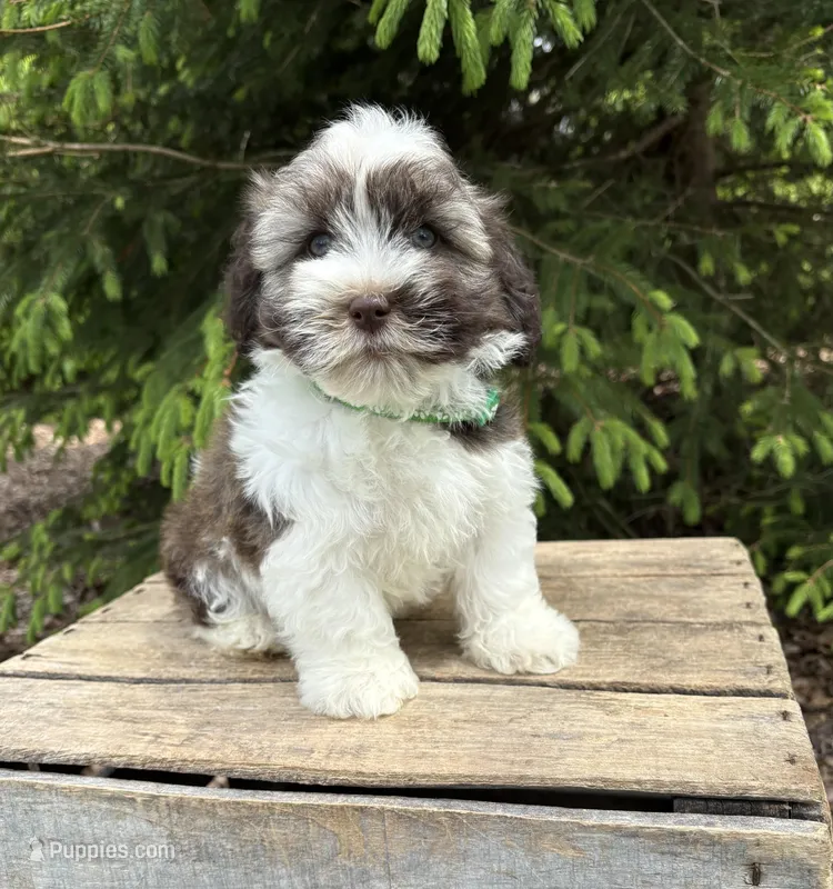 Asher – Havanese puppy for sale in Middlebury, IN