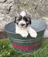 Asher, a male Havanese for sale in Middlebury, IN – Photo 3 of 4