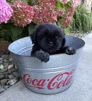 Knox, a male Shih Tzu for sale in Middlebury, IN – 2 of 5