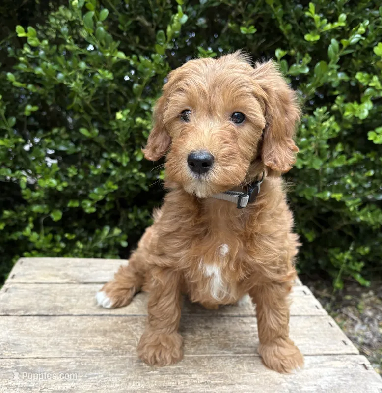 Athena – Miniature Goldendoodle puppy for sale in Middlebury, IN