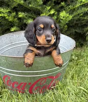Jemma, a female Dachshund for sale in Middlebury, IN – 4 of 5