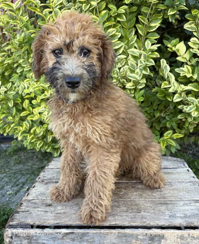 Harlow – Whoodle puppy for sale in Middlebury, IN