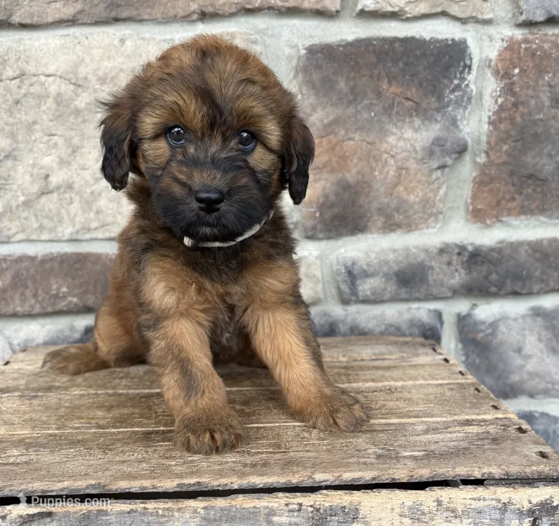 Myra – Whoodle puppy for sale in Middlebury, IN