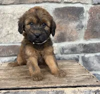 Myra, a female Whoodle for sale in Middlebury, IN – 1 of 4