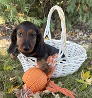 Dominic, a male Dachshund for sale in Middlebury, IN – 3 of 4