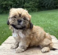 Juniper , a female Shih Tzu for sale in Middlebury, IN – 1 of 5