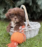 Lainey, a female Shih Tzu for sale in Middlebury, IN – 4 of 4