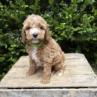 Zack, a male Cockapoo for sale in Middlebury, IN – 5 of 5