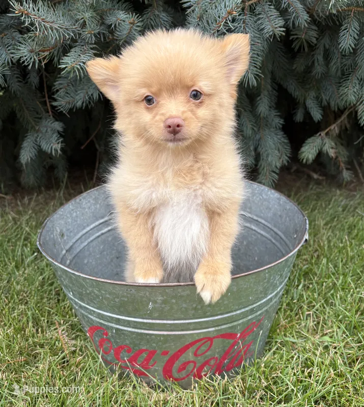 Penny – Pomeranian puppy for sale in Middlebury, IN