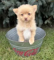Penny, a female Pomeranian for sale in Middlebury, IN – 1 of 4