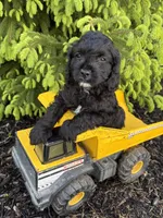 Cooper, a male Miniature Bernedoodle and Miniature Goldendoodle for sale in Middlebury, IN – 2 of 4