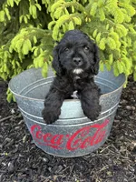 Cooper, a male Miniature Bernedoodle and Miniature Goldendoodle for sale in Middlebury, IN – 4 of 4